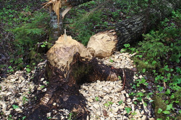 Tree downed by Beaver, Tree, beaver, woods, Minnesota,  Vermillion River, wood chips, nature