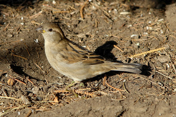 A young house sparrow (Passer domesticus) with partially yellow beak on the ground in a sunny day