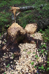 Tree downed by Beaver, Tree, beaver, woods, Minnesota,  Vermillion River, wood chips, nature