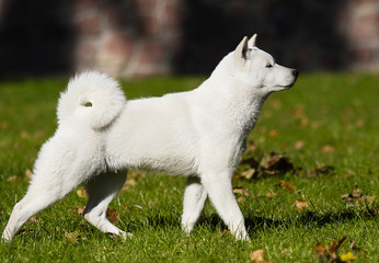 hokkaido dog on the grass