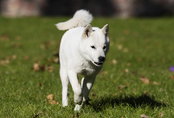 hokkaido dog on the grass