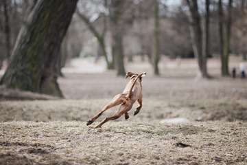 Dog life