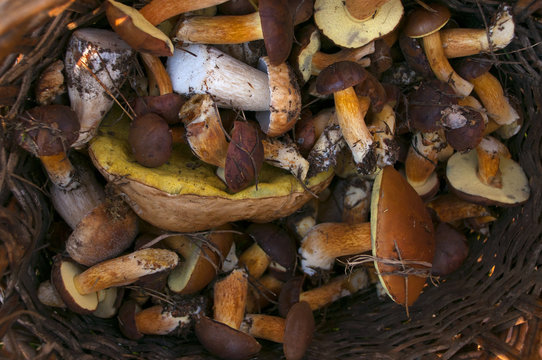 Fresh edible mushrooms in basket