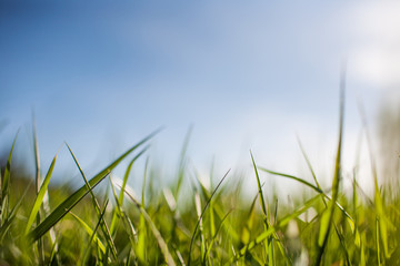 Fototapeta premium grass sky macro summer