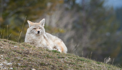 Coyote in the wild