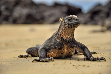 Iguana on the beach