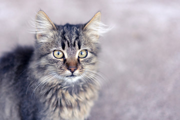 Closeup portrait of a cat with a pink background and toning. Fright and surprise emotion, copy space