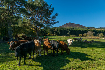 Fototapeta na wymiar Cows and Bennachie