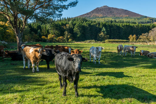 Cows And Bennachie