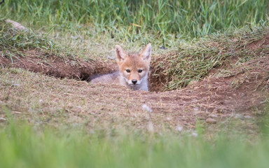 Coyote in the wild