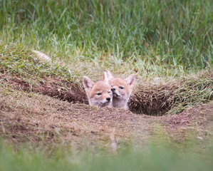 Obraz premium Coyote in the wild