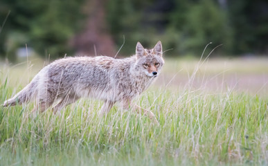 Coyote in the wild