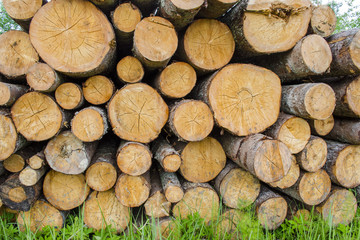 neatly folded felled trees