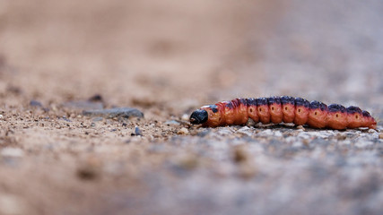 orange purple caterpillar