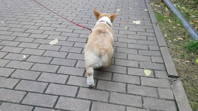 Corgi Puppy is walking on the pavement in park. Rear view.