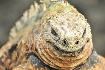 Smiling Iguana