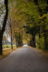 Autumn pathway near Fussen, Germany