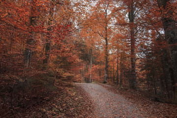 Alley crossing through autumn forest
