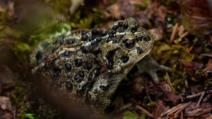 Mr. Toad