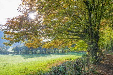 Panorama of trees in a green meadow on a hill in sunlight at fall