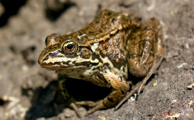 Columbia Spotted Frog