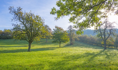 Fototapeta na wymiar Panorama of trees in a green meadow on a hill in sunlight at fall