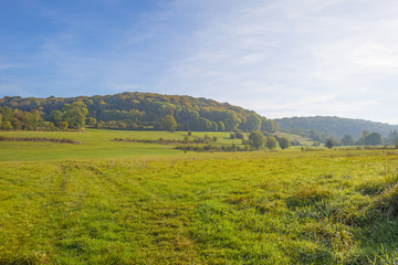 Fototapeta premium Panorama of trees in a green meadow on a hill in sunlight at fall
