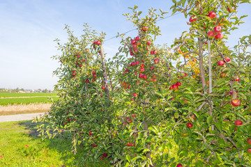 Orchard with apple trees in a green field in sunlight at fall