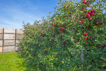 Fototapeta na wymiar Apple tree with apples in a green field in sunlight at fall