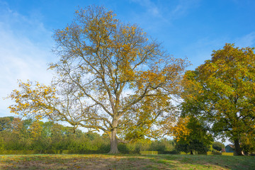 Rural landscape in autumn colors in sunlight at fall