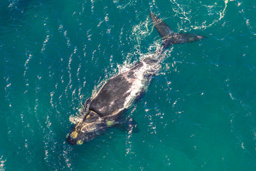 Fototapeta premium Dorosły wieloryb w morzu. St Lucia w RPA to jedno z najpopularniejszych miejsc na safari. Widok z lotu ptaka.