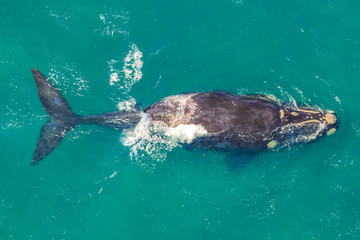 Naklejka premium Adult Whale off the shore in St Lucia, South Africa, one of the top Safari Tour destinations. Aerial view. Whale watching during migration between June and November in winter season.