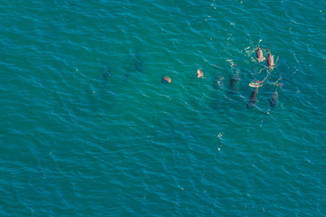 Group of whales in St Lucia, South Africa, one of the top Safari Tour destinations. Aerial view. Whale watching during migration between June and November in winter season. © bennymarty