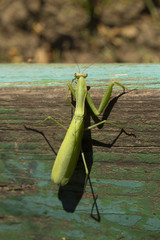 A female mantis. Predatory insect. The fauna inhabiting the European zone.