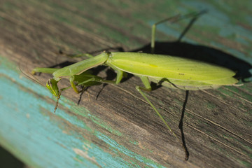 A female mantis. Predatory insect. The fauna inhabiting the European zone.