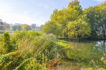 Trees in autumn colors along a stream in a meadow in sunlight at fall