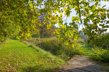 Rural landscape in autumn colors in sunlight at fall