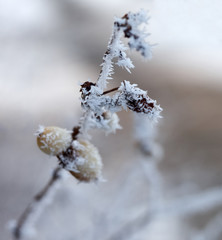 Frost on branches. Leaf covered with hoarfrost.Beautiful winter seasonal natural background.Winter landscape/Winter Frost.Close up of a frozen tree branch