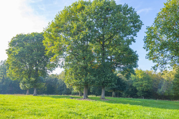 Fototapeta premium Rural landscape in autumn colors in sunlight at fall