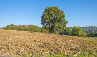Obraz premium Rural landscape in autumn colors in sunlight at fall