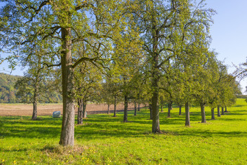 Fototapeta na wymiar Pear trees in a green meadow in sunlight at fall