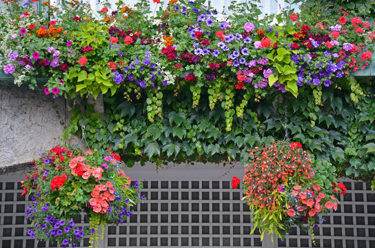 Beautiful summer hanging baskets filled with color