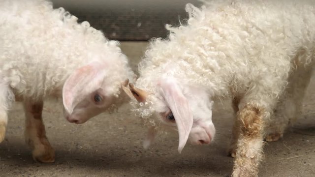Young sheep playing together in the farm.