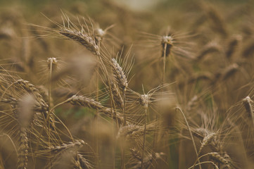 Fototapeta premium ears of wheat
