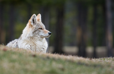 Coyote in the wild