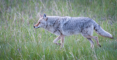 Coyote in the wild