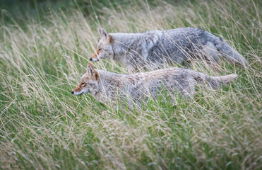 Coyote in the wild
