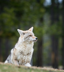 Coyote in the wild