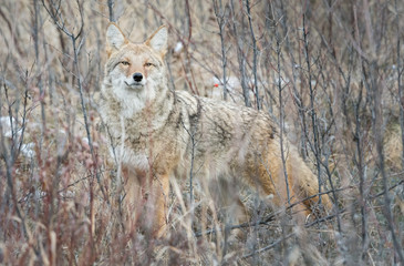 Coyote in the wild