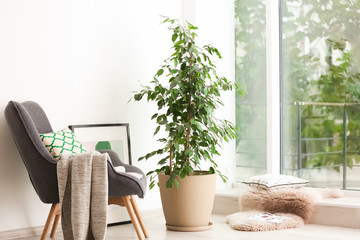 Pot with ficus near large window in living room - obrazy, fototapety, plakaty